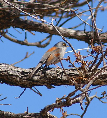 Yellow Eyed Junco