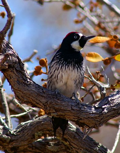 Acorn Woodpecker