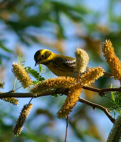 Townsends Warbler