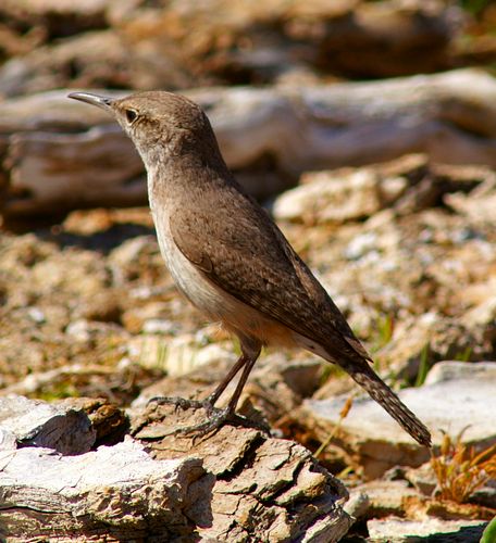 Rock Wren
