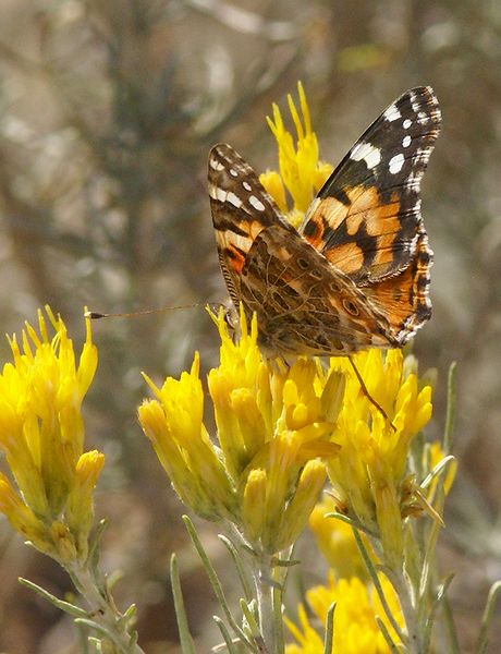  Painted Lady