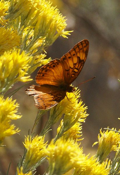  Mexican fritillary