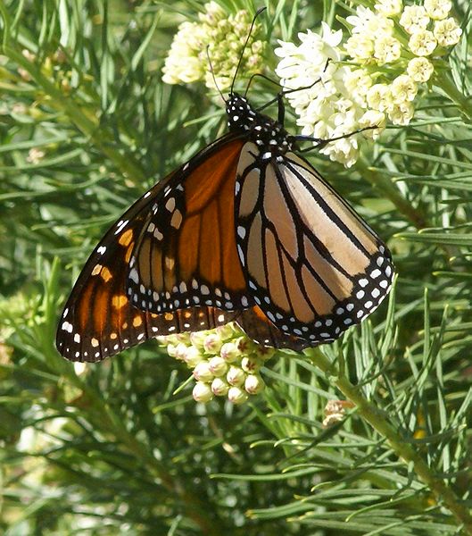 Monarch-s