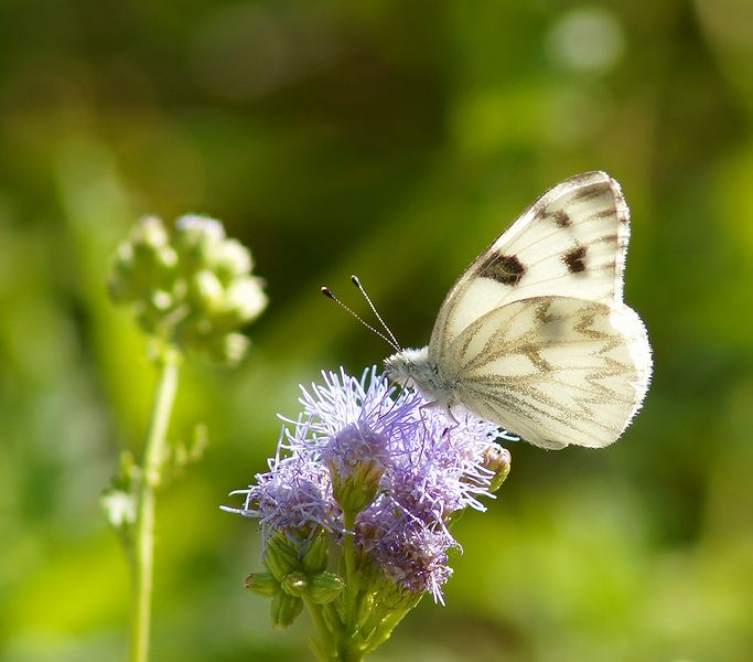Checkered White-v