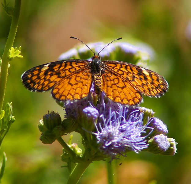 Tiny Checkerspot-v