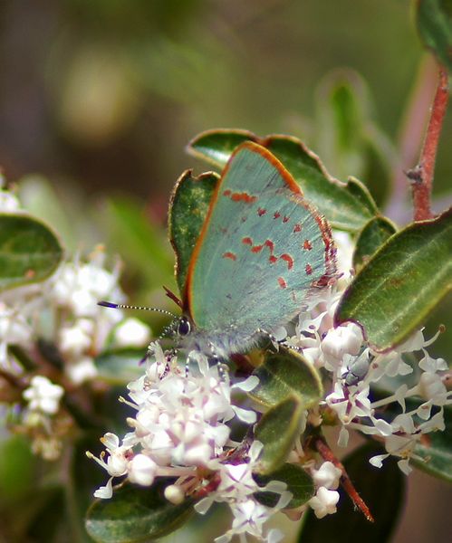 Arizona Hairstreak