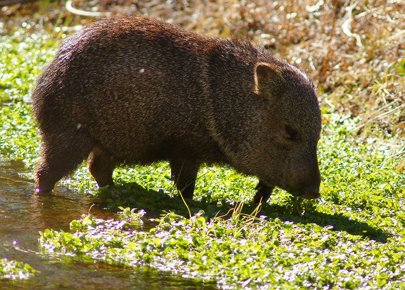 Javelina