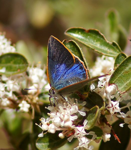 Arizona Hairstreak