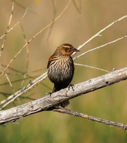 Female Redwinged Blackbird