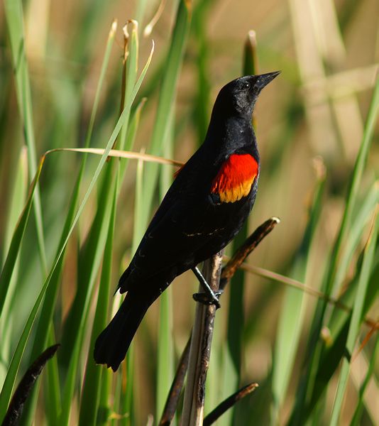 Male Redwinged Blackbird