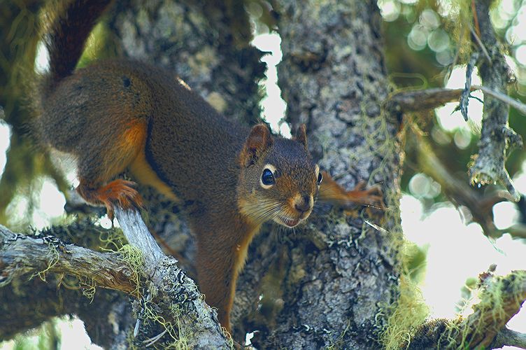 Red Squirrel #!