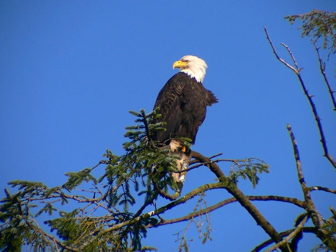 Bald Eagle #7