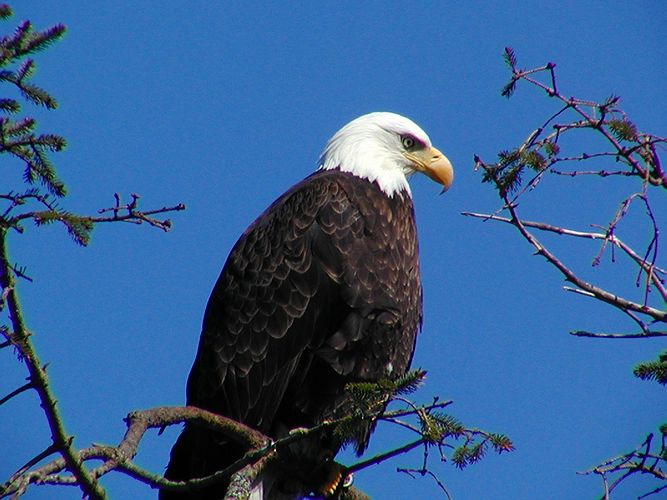 Bald Eagle #9