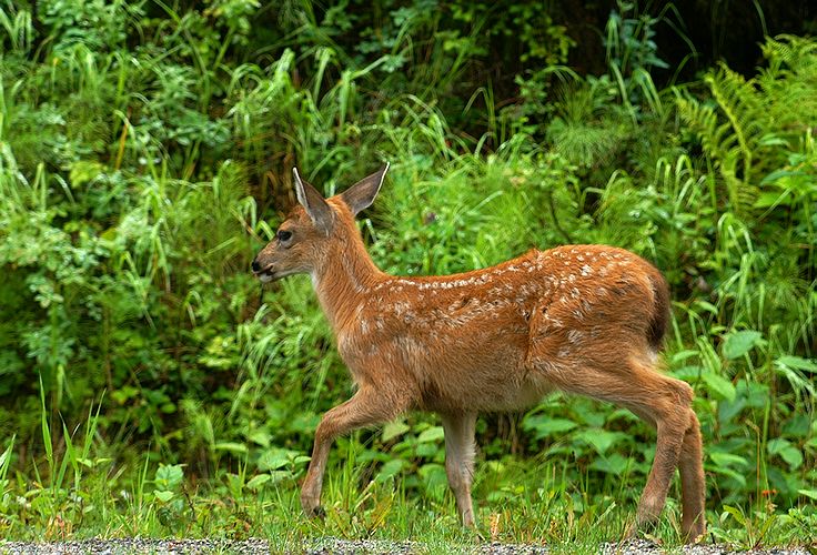 Sitka Blacktail Fawn #9