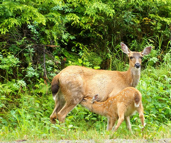 Fawn Feeding