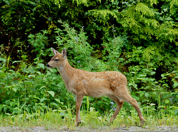 Sitka Blacktail Fawn #10