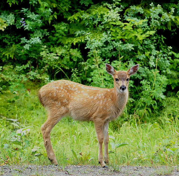 Sitka Blacktail Fawn #11