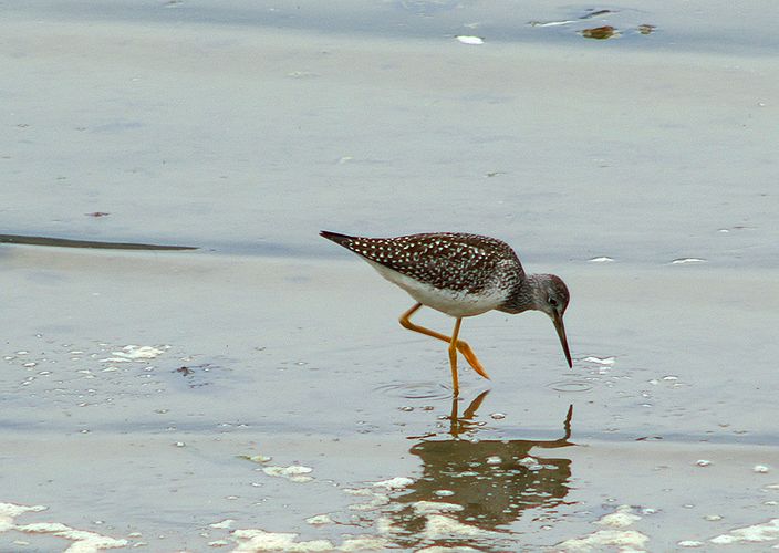 Yellow Legs