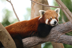 RED PANDAS.jpg