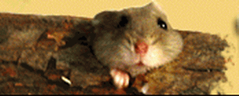h.gif