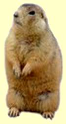 prairie dogA.jpg