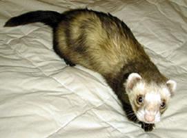 ferret.jpg
