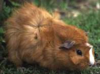 guinea .jpg