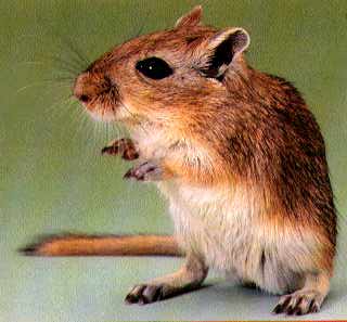 gerbil.jpg
