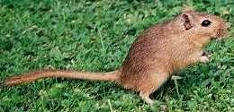 gerbil.jpg