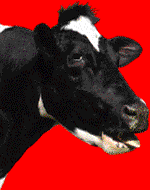 C.gif