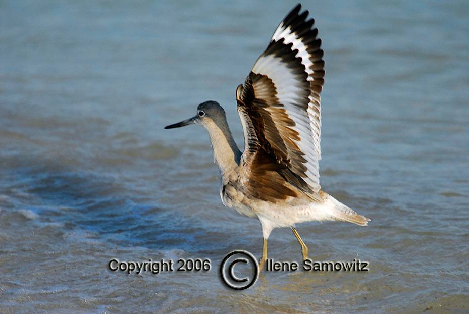 The Understated Beauty of a Willet