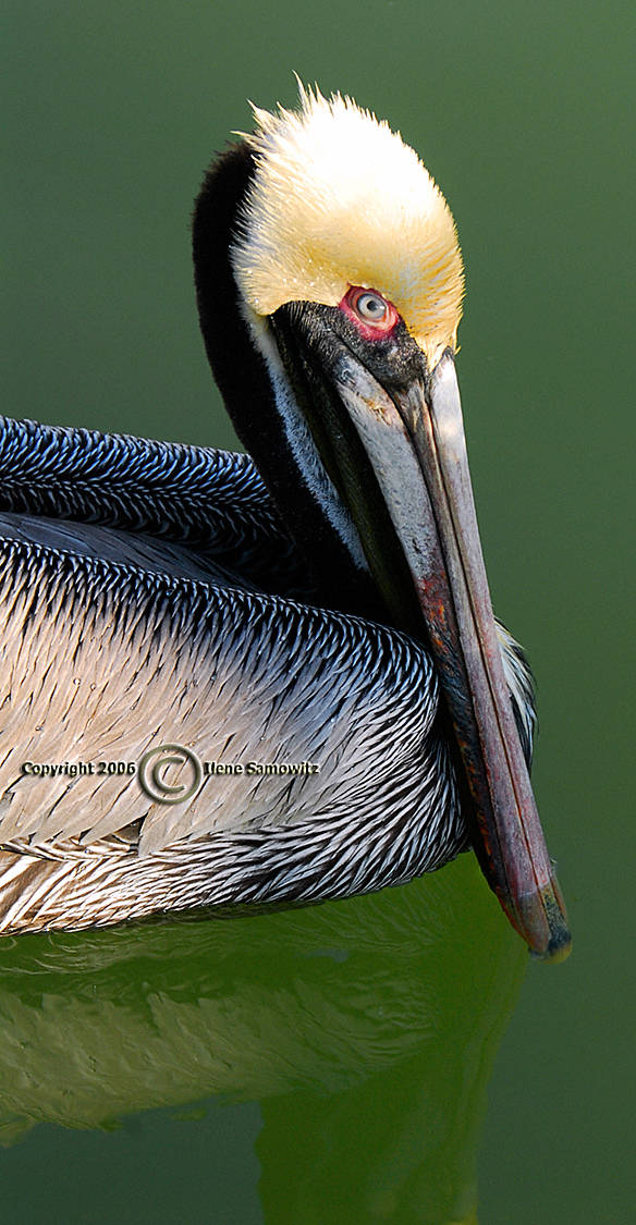 Brown Pelican - Up Close and Personal