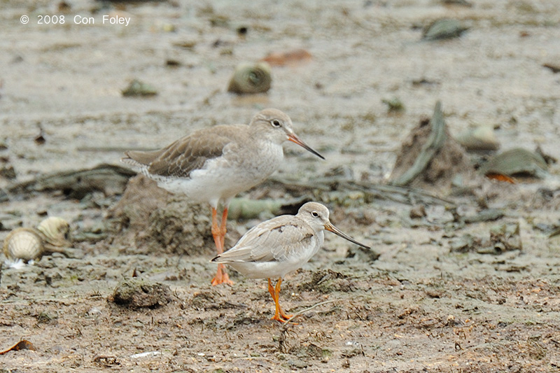 Sandpiper, Terek @ Sungei Buloh