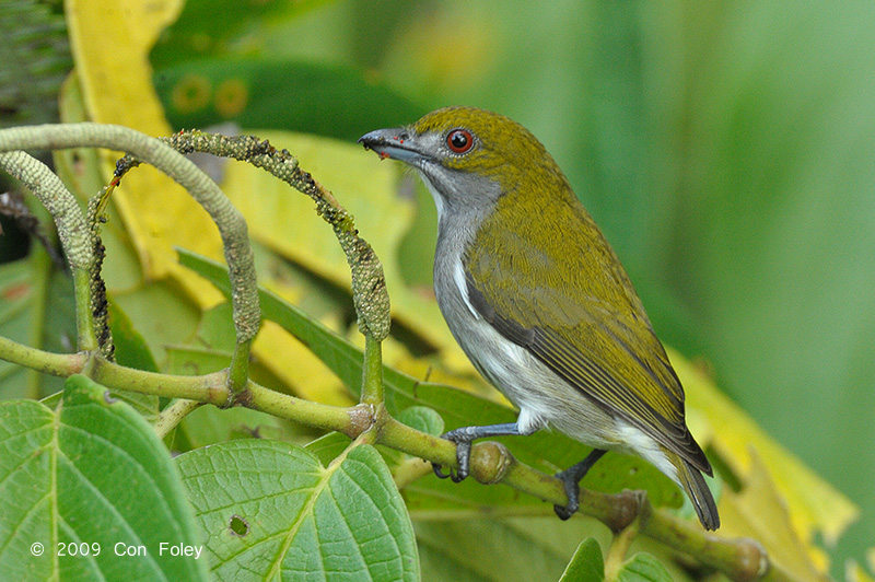 Flowerpecker, Olive-backed (male) @ PICOP
