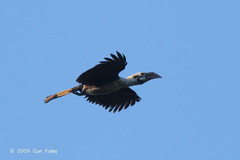 Hornbill, Mindanao Tarictic (male) @ PICOP