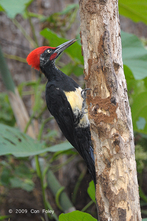 Woodpecker, White-bellied (male) @ Subic