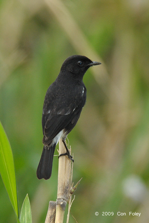 Bushchat, Pied (male) @ Canluban