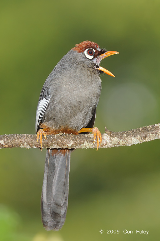 Laughingthrush, Chestnut-capped @ Jalan Lady Guillemard