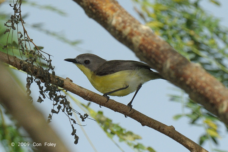 Gerygone, Golden-bellied @ Luzon