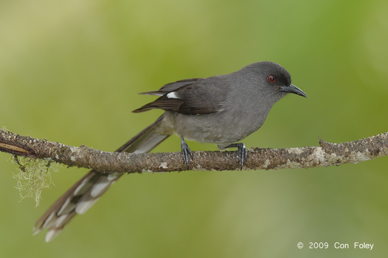 Sibia, Long-tailed @ Jalan Lady Guillemard