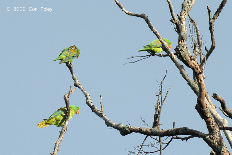 Parrot, Blue-naped @ Subic