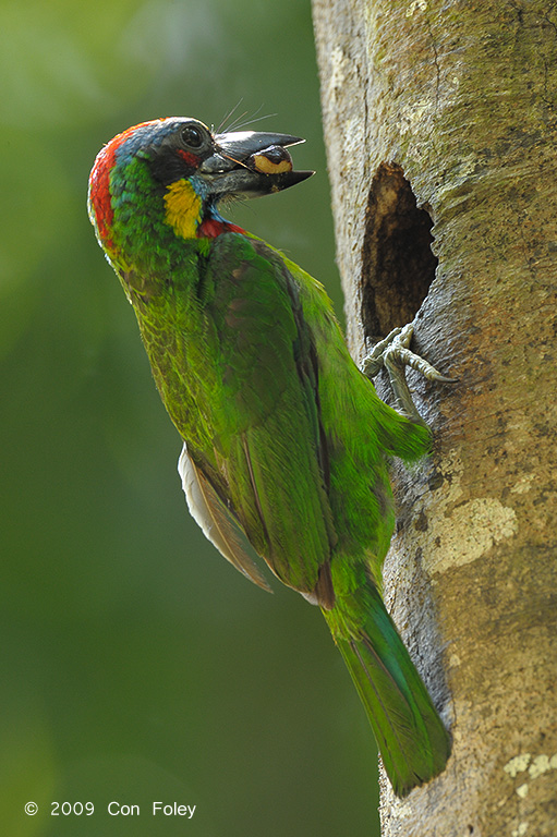 Barbet, Red-crowned