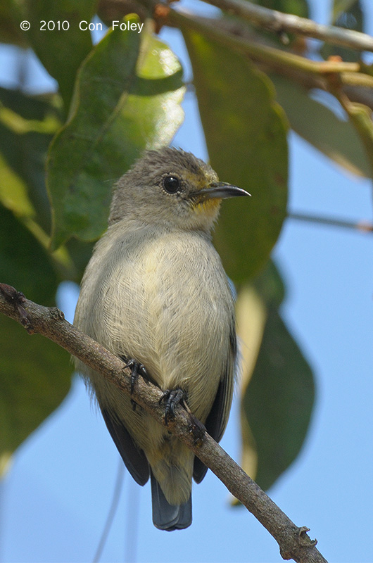 Flowerpecker, Fire-breasted (female) @ Sagada