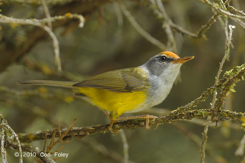 Tailorbird, Montain @ Telecom Loop