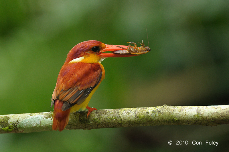 Kingfisher, Oriental Dwarf @ Hulu Langat