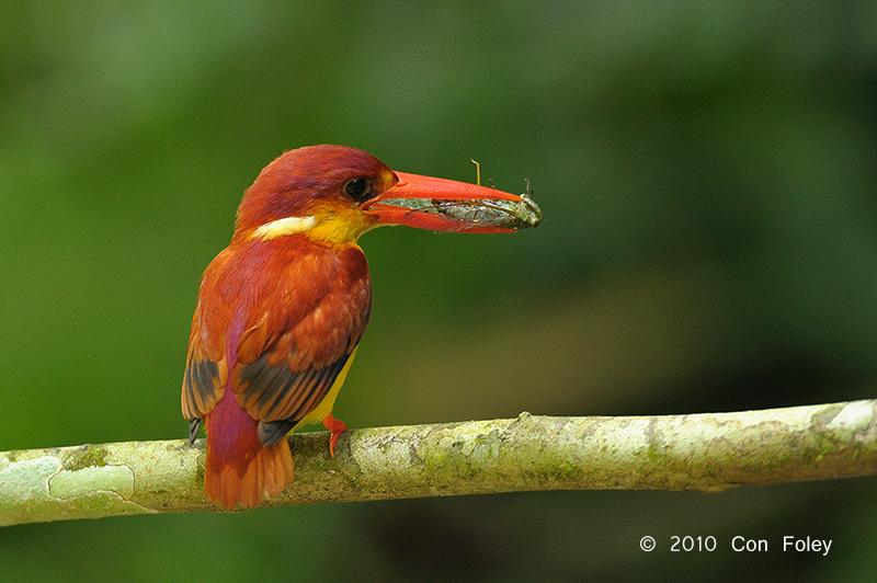Kingfisher, Oriental Dwarf @ Hulu Langat