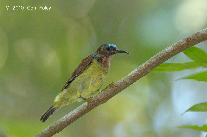 Sunbird, Red-throated (male)