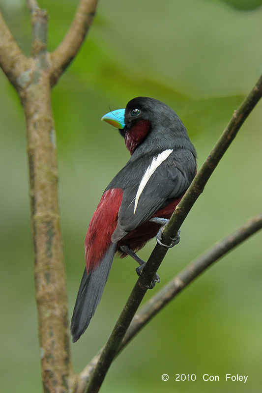 Broadbill, Black-and-Red