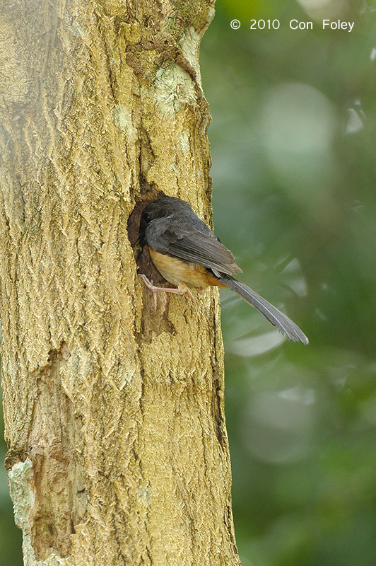 Shama, White-rumped (female feeding nest)