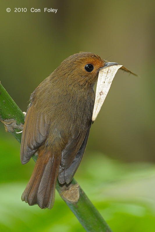 Flycatcher, Rufous-browed @ Telecom Loop